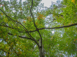 Bosco di Sant'antonio, Abruzzo