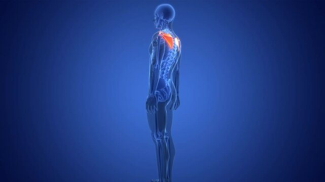 Human Skeleton System Pectoral (Shoulder) Girdle Bone Joints Anatomy Animation Concept