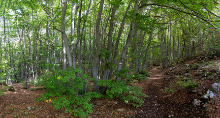 Bosco di Sant'antonio, Abruzzo