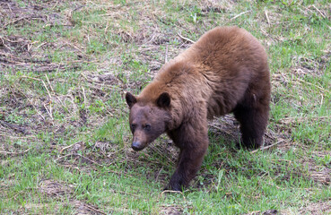 Black Bear in Springtime in Yellowstone National Park Wyoming