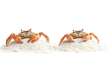 Fototapeta premium Crabs in the Sand Isolated on transparent Background Perfect for Educational Materials and Nature-Themed Projects