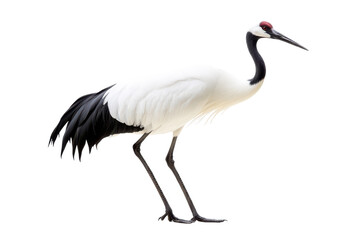 Obraz premium Stunning Isolated Crane Bird on a transparent Background Perfect for Wildlife and Nature-Themed Projects