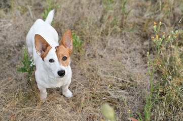 Jack Russell terrier dog looks at the camera. outside