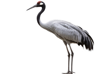 Obraz premium Stunning Isolated Crane Bird on transparent Background Perfect for Nature-Themed Projects and Educational Material