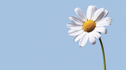 Elegant Daisy Flower on Blue Background