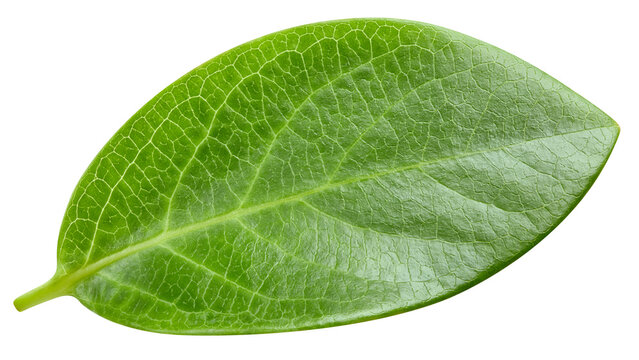 Nut leaf clipping path. Nut leaf isolated on white