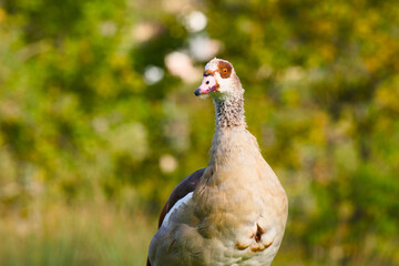 Egyptian goose on the blurred background close-up