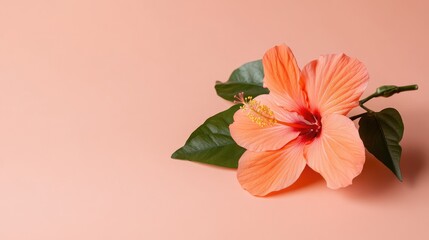 Obraz premium Soft Hibiscus Flower on a Cozy Background