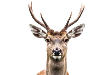 Graceful Deer Isolated on a transparent Background for Wildlife Conservation and Educational Use in Publications