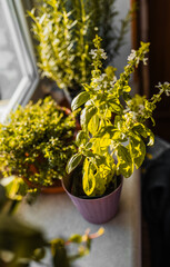 Fresh potted basil plant on window sill indoors. Closeup of a kitchen herbs in pots.