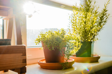 Fresh potted thyme plant on window sill indoors. Closeup of a kitchen herbs in pots.