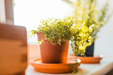 Fresh potted thyme plant on window sill indoors. Closeup of a kitchen herbs in pots.