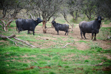 Group of water buffaloes standing in a muddy field, with two facing the camera, showcasing their...