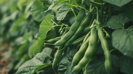 Obraz premium green lobio grows in the garden, Generative AI,