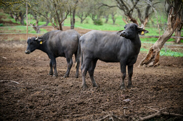 Two young water buffaloes standing in a muddy field, with two facing the camera, showcasing their...