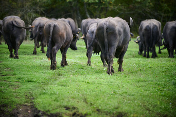 A herd of water buffaloes walking away through a grassy field, surrounded by lush greenery, highlighting their powerful bodies and rural environment in a natural setting