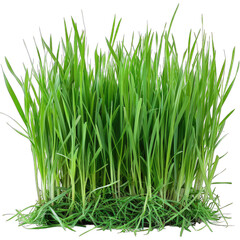 green grass isolated on white background