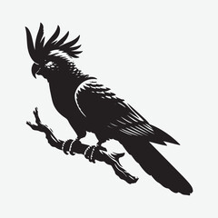 Galah
