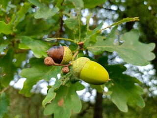 Obraz premium Eicheln zwei Farben