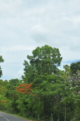 selective focus picture of the road through the mountains in a fall season