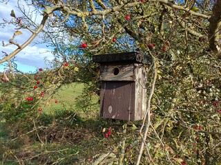 Vogelhaus an Herbstbaum