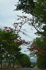 selective focus picture of the road through the mountains in a fall season