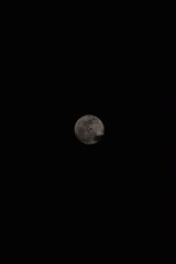 selective focus picture of moon in the forest