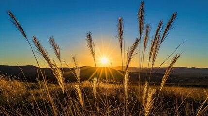 Fototapeta premium Golden Hour Sunset Through Grass