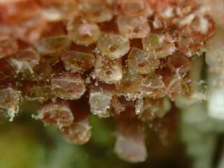 Encapsulation of eggs and embryos by Southern oyster drill or Redmouthed rocksnail (Stramonita haemastoma) close-up undersea, Aegean Sea, Greece, Halkidiki, Kakoudia beach