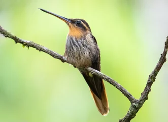 Fototapete Hummingbird on branch © Leonardo Araújo
