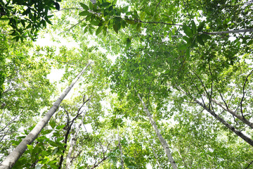 lush green Tree leaves low angle, worm eyes view