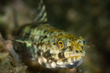 A reef lizardfish, Synodus sp., waits to ambush prey on a coral reef in Indonesia. Lizardfish are...