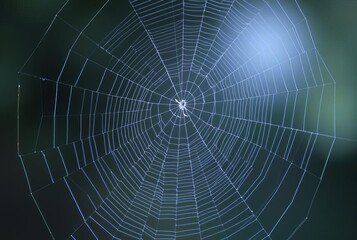 _ - A long exposure shot of a cobweb, creating a ghostly trail o