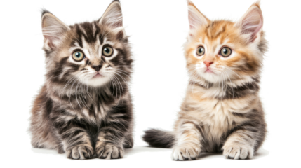 Cute Adult Cats Sitting Together on a Transparent Background Generative AI