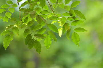 green leaves background