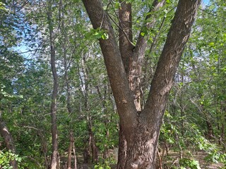 tree in the forest