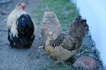 Hen - close up details of hen, Hen in the garden
