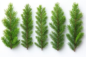 Christmas green spruce branch. green fir tree branch. Christmas card, packaging, banner, calendar object.