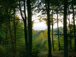 Golden sunset in the forest. Silhouettes of the trunks and branches of the trees. Sun shining through the foliage. Getting darl. Landscape photograohy.
