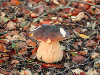 Boletus in the forest. Mushroom foraging in autumn.