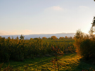 Sunset in a rural area. Landscape photography on a farm, by an agricultural field.