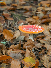 Amanita Muscaria