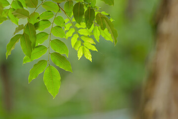 green leaves background