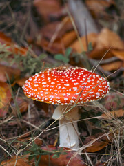 Amanita Muscaria in the Autumn Forest