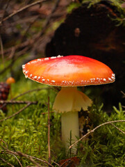 Fly Agaric