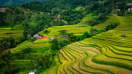 An aerial view of vibrant golden rice terraces curving across the hills, with small traditional huts nestled in between, showcasing the harmony between agriculture and nature in a lush landscape.