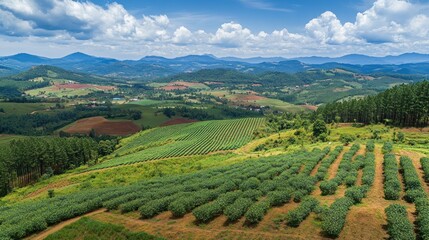 Fototapeta premium Aerial view of a lush green tea plantation with rows of tea bushes on a hillside, with a mountain range in the background.
