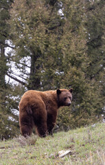 Naklejka premium Black Bear in Springtime in Yellowstone National Park Wyoming