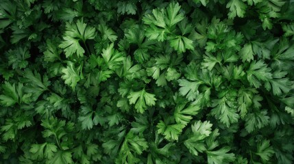 A surface densely covered with sprigs of fresh parsley, filling every inch of the frame with its bright green, delicate leaves and textured surface.