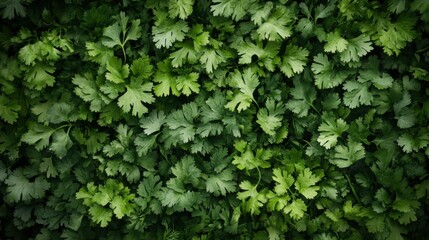 A dense arrangement of cilantro leaves, their fresh green tones completely filling the frame with no gaps visible.